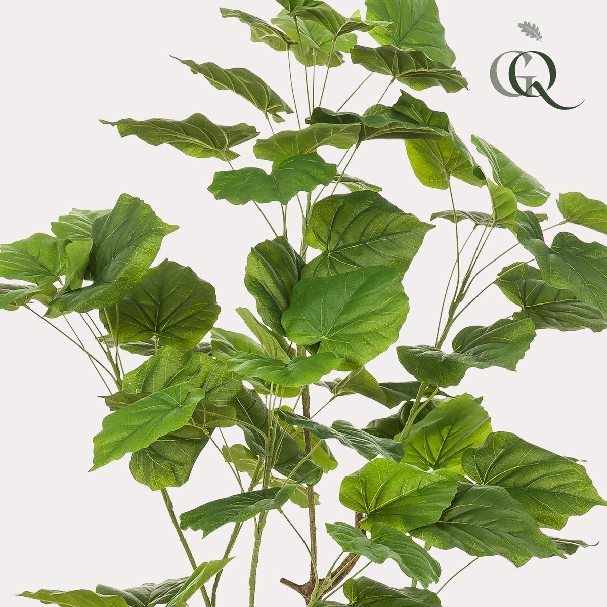 Green Boutiq Kunstplant Ficus umbellata Afrikaanse vijg in pot
