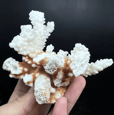Uplift Curations Natural Coral Cluster Fragments Irregular Stone Decor For Aquarium & Coastal Styling 50 100g 1pc