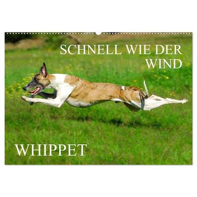 Schnell wie der Wind - Whippet (Wandkalender 2027 DIN A2 quer), CALVENDO Monatskalender