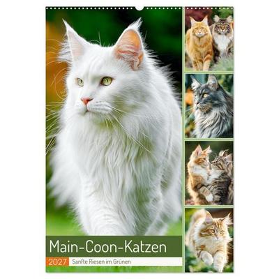 Main-Coon-Katzen. Sanfte Riesen im Grünen (Wandkalender 2027 DIN A2 hoch), CALVENDO Monatskalender