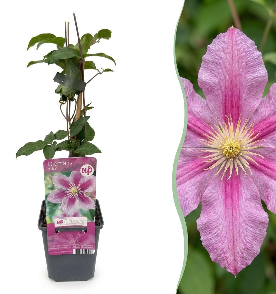 Clematis Piilu Bosrank Wit Roze Klimplant 6 stuks Pflanzenboutique
