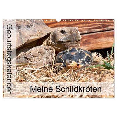 Meine Schildkröten - Geburtstagskalender (Wandkalender 2027 DIN A3 quer), CALVENDO Monatskalender