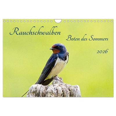 Rauchschwalben - Boten des Sommers (Wandkalender 2026 DIN A4 quer), CALVENDO Monatskalender