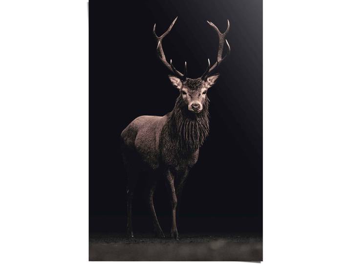 Poster REINDERS Poster Hirsch , braun (farbe bild(er): braun), B:61cm H:91,5cm, Papier, Bilder, Poster