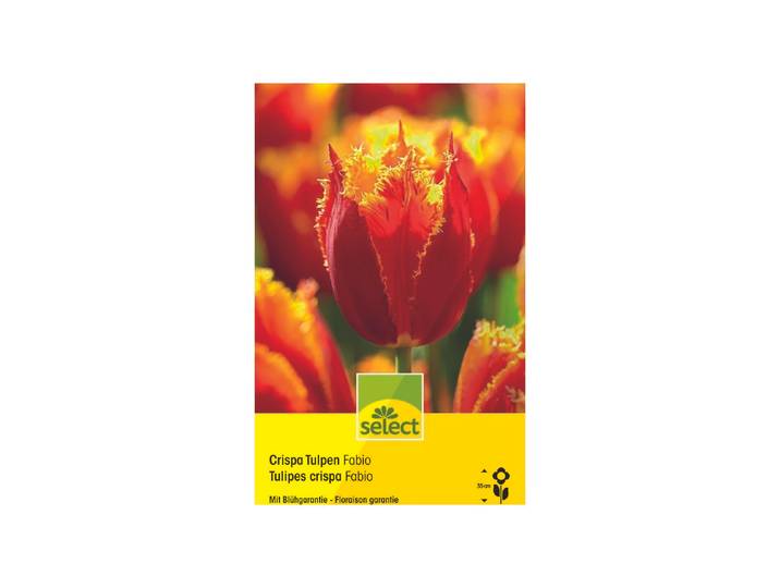 Select Blumenzwiebel Tulpen Fabio