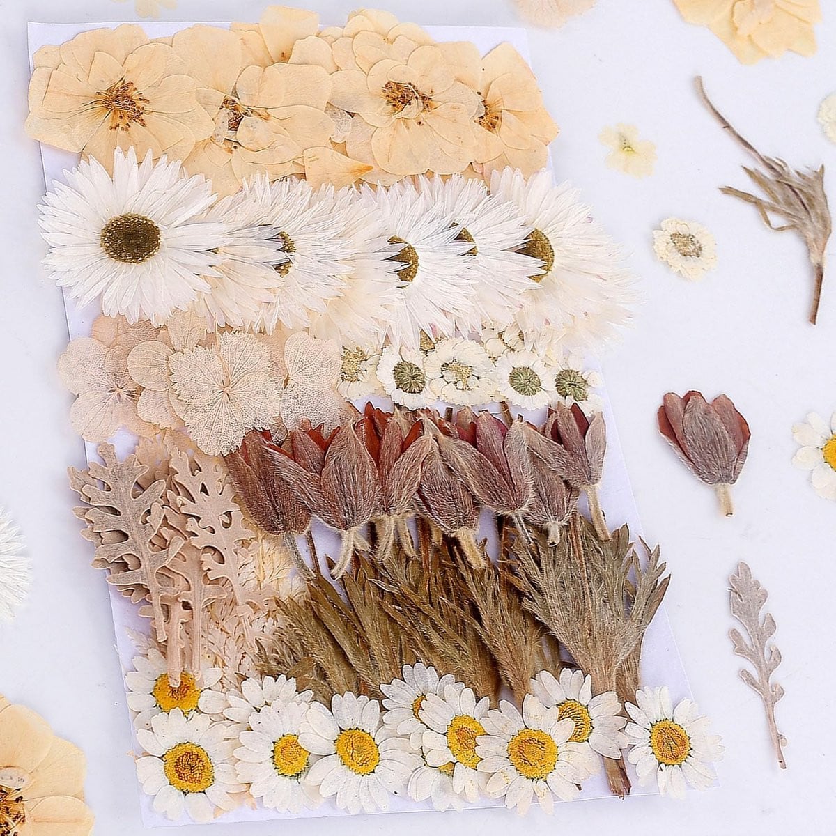 100 stuks echte gedroogde persbloemen en bladeren voor harskunst en DIY sieraden