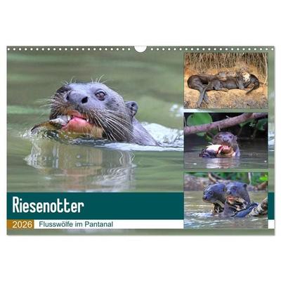 Riesenotter - Flusswölfe im Pantanal (Wandkalender 2026 DIN A3 quer), CALVENDO Monatskalender