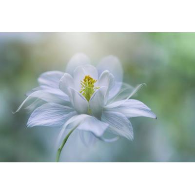 Fototapete PAPERMOON "Photo-Art JACKY PARKER, REINHEIT", bunt, B:4,5m L:2,8m, Vlies, Tapeten