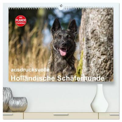 ausdrucksvolle Holländische Schäferhunde (hochwertiger Premium Wandkalender 2026 DIN A2 quer), Kunstdruck in Hochglanz
