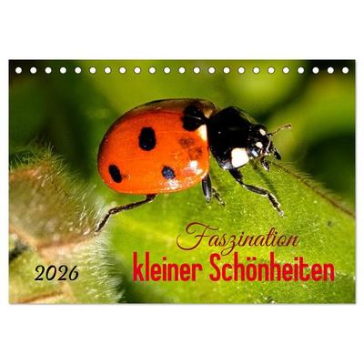 Faszination kleiner Schönheiten (Tischkalender 2026 DIN A5 quer), CALVENDO Monatskalender