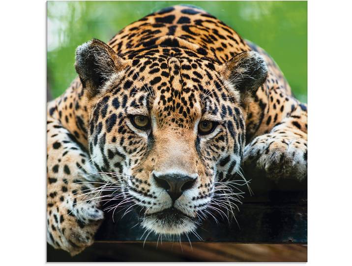 Glasbild ARTLAND Südamerikanischer Jaguar , braun (farbe bild(er): braun), B:50cm H:50cm, Bilder, Glasbild, in verschiedenen Grössen