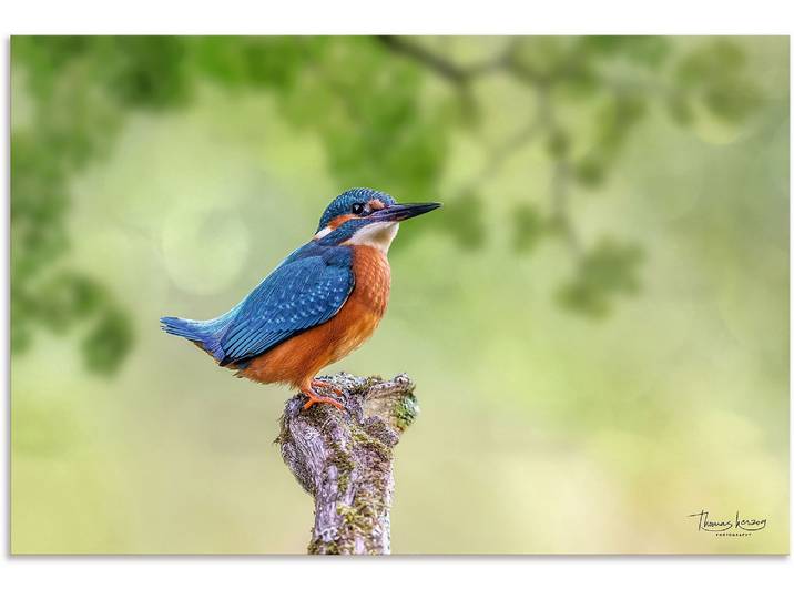 Alu-Dibond-Druck ARTLAND Eisvogel II , blau (farbe bild(er): blau), B:30cm H:20cm, Bilder, Alu-Dibond-Druck, für Innen- und Aussenbereich geeignet, Outdoorbild