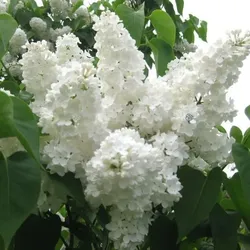 Gewöhnlicher Flieder – Syringa vulgaris 'Stepman'
