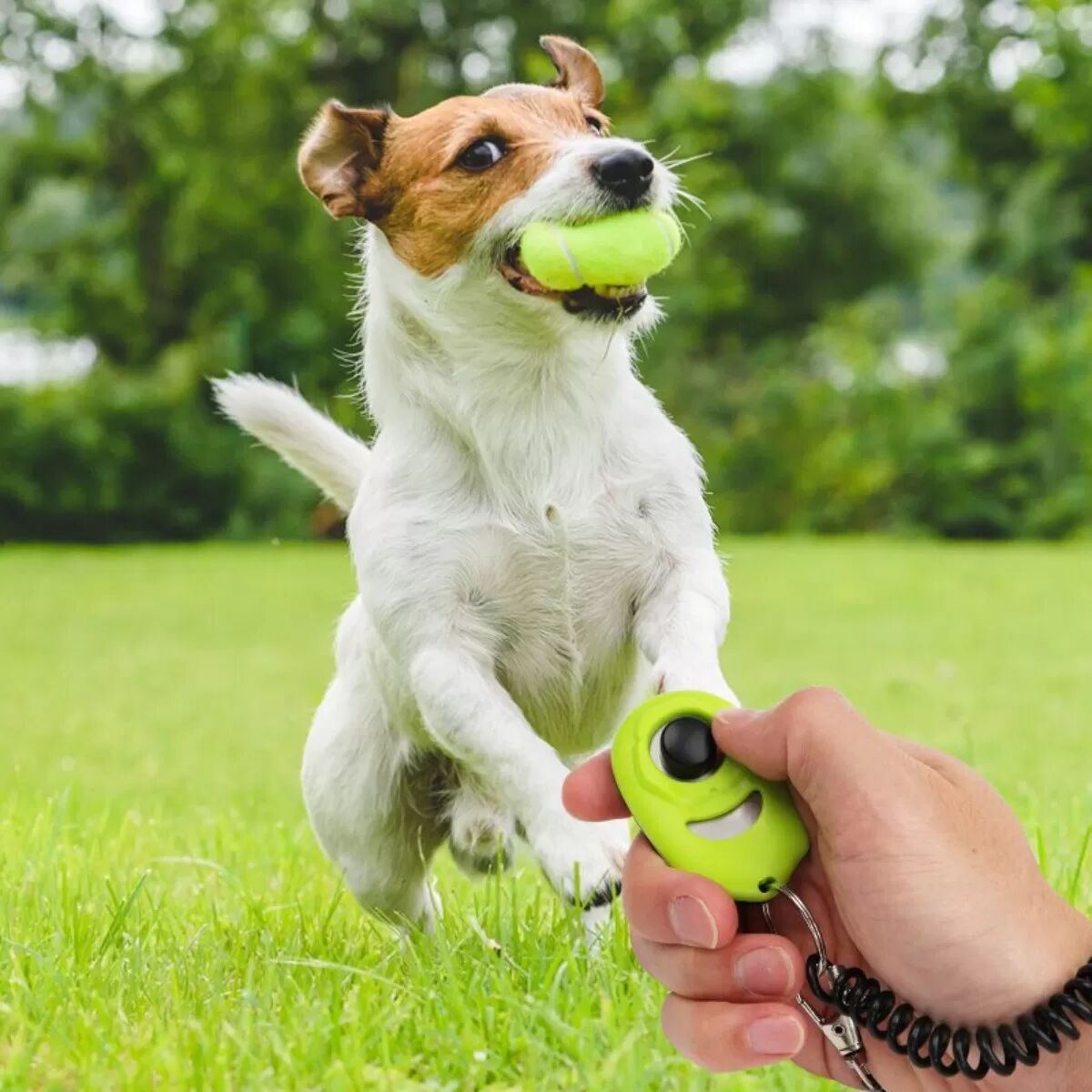 INF Clicker sonore pour dressage d'animaux - Dresseur de chien portatif, étanche et maniable pour correction comportementale