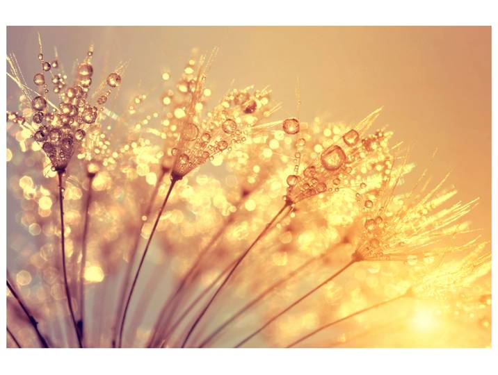 Alubild Pusteblume mit Morgentau image LAND