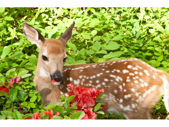Fototapete PAPERMOON BABY ROTHIRSCH-KALB TIER ROTWILD WALD BLUMEN NATUR , bunt, B:3,5m L:2,6m, Vlies, Tapeten, Fototapete