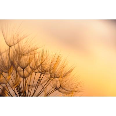 Fototapete PAPERMOON "Dandelion Sunset", bunt, B:3,5m L:2,6m, Vlies, Tapeten
