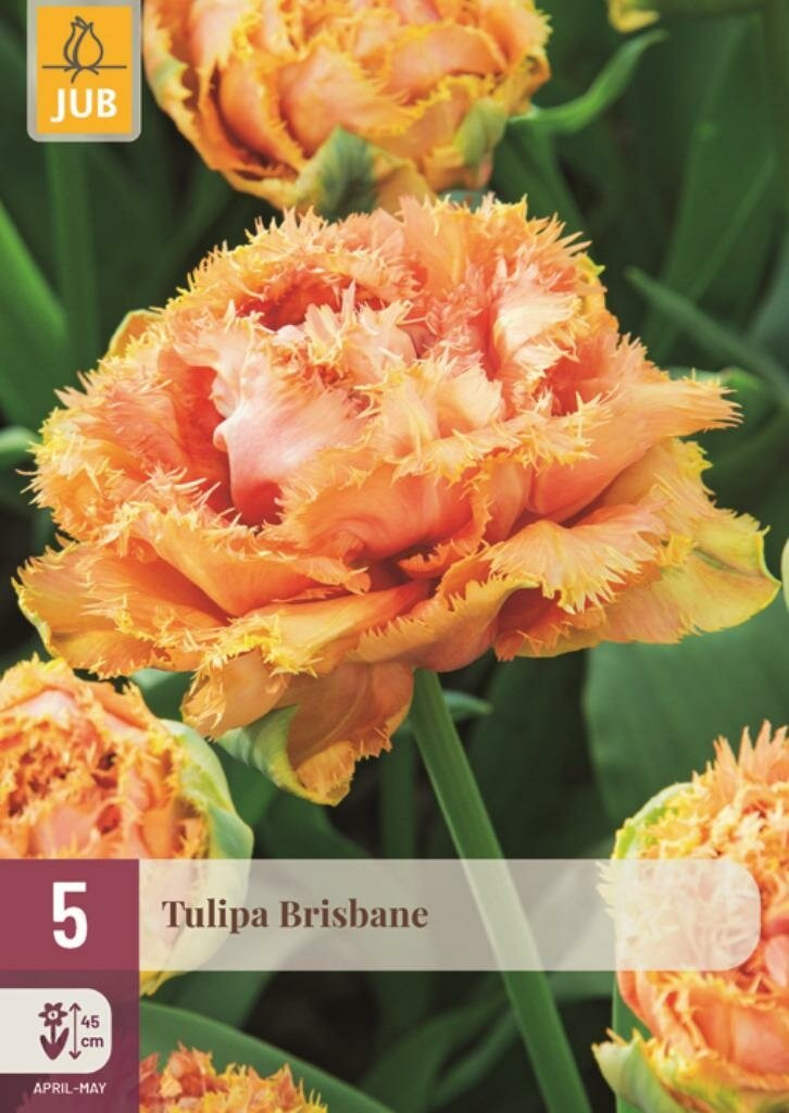 Jub Tulp Brisbane 5 bollen