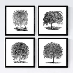 POSTER Set mit 4 Blättern der Bäume Weiden weiß 20x20cm Rahmenlos