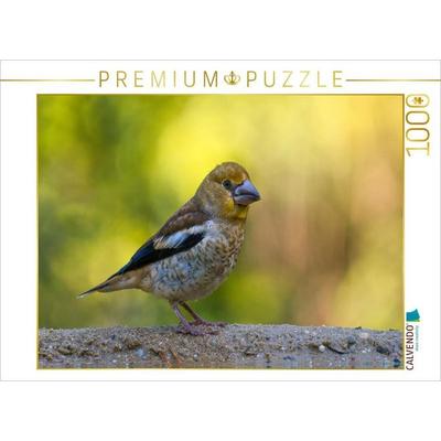 CALVENDO Puzzle Ein juveniler KERNBEISSER - einfach zu drollig | 1000 Teile Lege-Größe 64x48cm Foto-Puzzle für glückliche Stunden