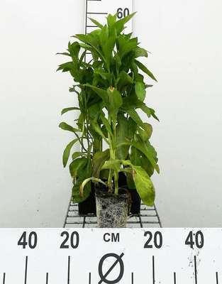 6 x Lobelia siph. 'Alba' - Witte lobelia - Pot van 9 x 9 cm - GRDplanten