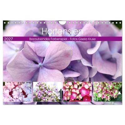 Hortensien Bezauberndes Farbenspiel (Wandkalender 2027 DIN A4 quer), CALVENDO Monatskalender