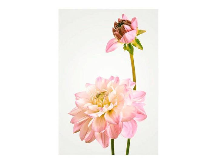 Bild KOMAR Dahlia , bunt (farbe bild(er): bunt), B:40cm H:50cm, Holzwerkstoff, Papier, Bilder, Bild, Wandbild zur Dekoration - ohne Rahmen