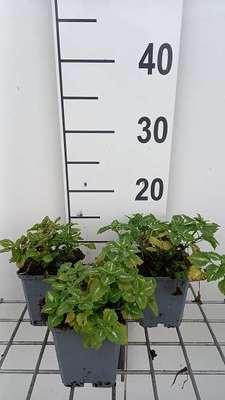 6 x Lamium maculatum Album Niveum Wilde salie - Pot van 9 x 9 cm