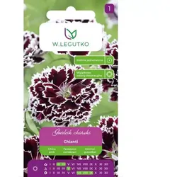 Chinesische Nelke „Chianti“, kirschschwarz