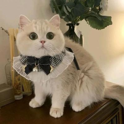 Uplifted Finds Princess Style Ceremonial Collar Hub cat Collar 01