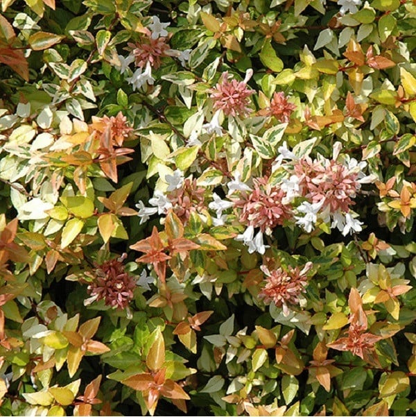 2 x Abelia grandiflora 'Kaleidoscope' in pot, 25-30 cm