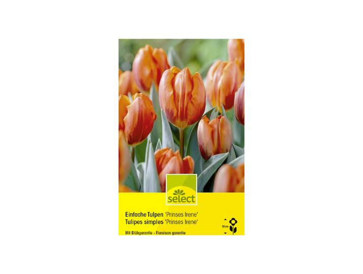 Select Blumenzwiebel Einfache Tulpen Princess Irene ''