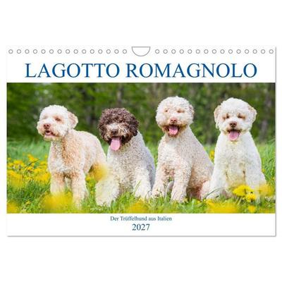Lagotto Romagnolo - Der Trüffelhund aus Italien (Wandkalender 2027 DIN A4 quer), CALVENDO Monatskalender