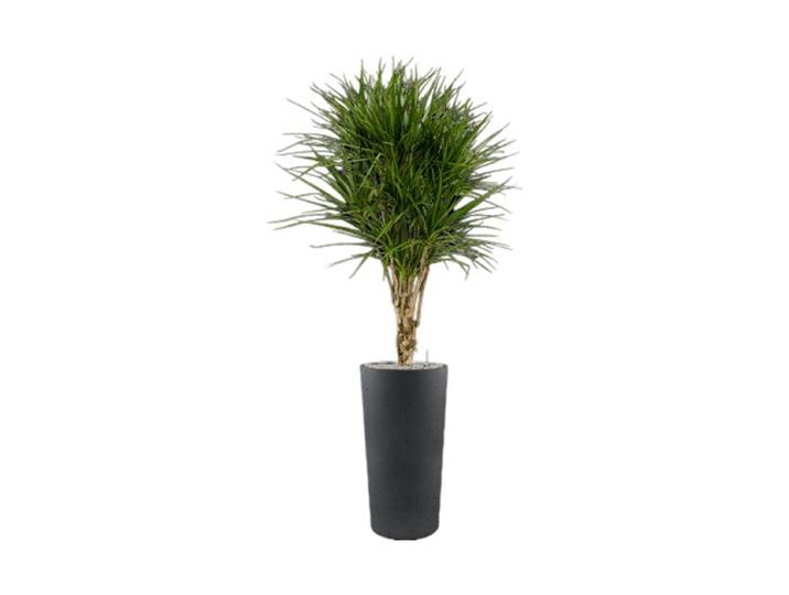 Pflanzen Arrangement „Dracaena marginata in Grigio“, Höhe 185 cm Baq Design