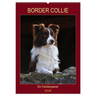 Border Collie - Ein Familienplaner (Wandkalender 2026 DIN A2 hoch), CALVENDO Monatskalender