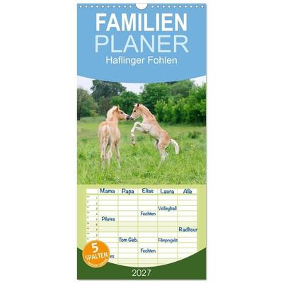 Familienplaner 2027 - Haflinger Fohlen mit 5 Spalten (Wandkalender, 21 x 45 cm) CALVENDO