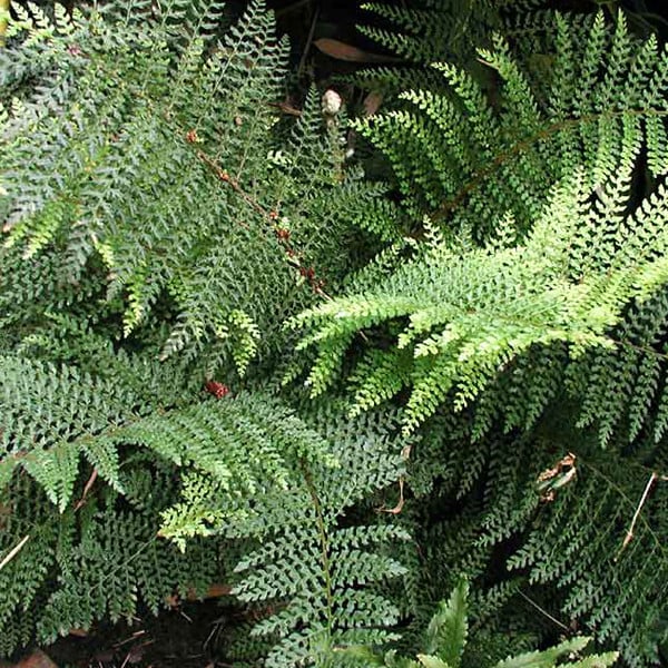 6 x Filigraanvaren Polystichum setiferum Dahlem Arborix Pot 9x9 cm