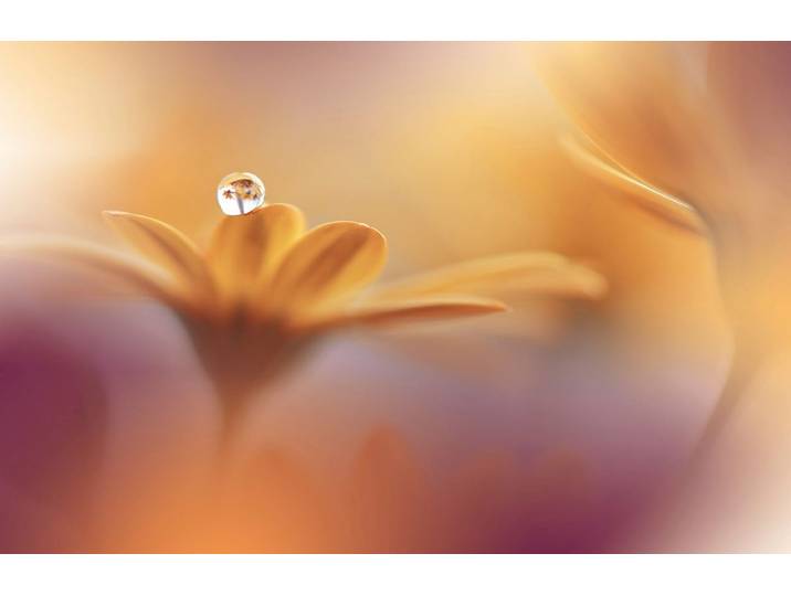 Papermoon Zen Wassertropfen mit Blume Makro