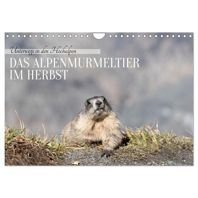 Unterwegs in den Hochalpen - Das Alpenmurmeltier im Herbst (Wandkalender 2026 DIN A4 quer), CALVENDO Monatskalender
