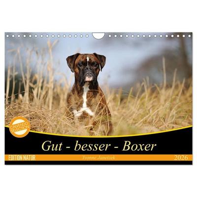 Gut - besser - Boxer (Wandkalender 2026 DIN A4 quer), CALVENDO Monatskalender