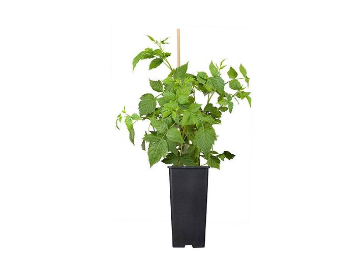Himbeere Malling Promise ' ⌀ 17 cm'