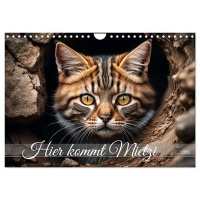 Hier kommt Mietzi (Wandkalender 2026 DIN A4 quer), CALVENDO Monatskalender