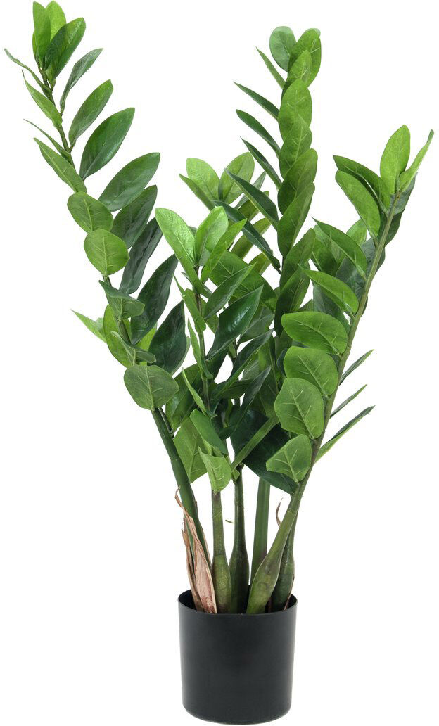 Europalms Zamifolia, 70cm