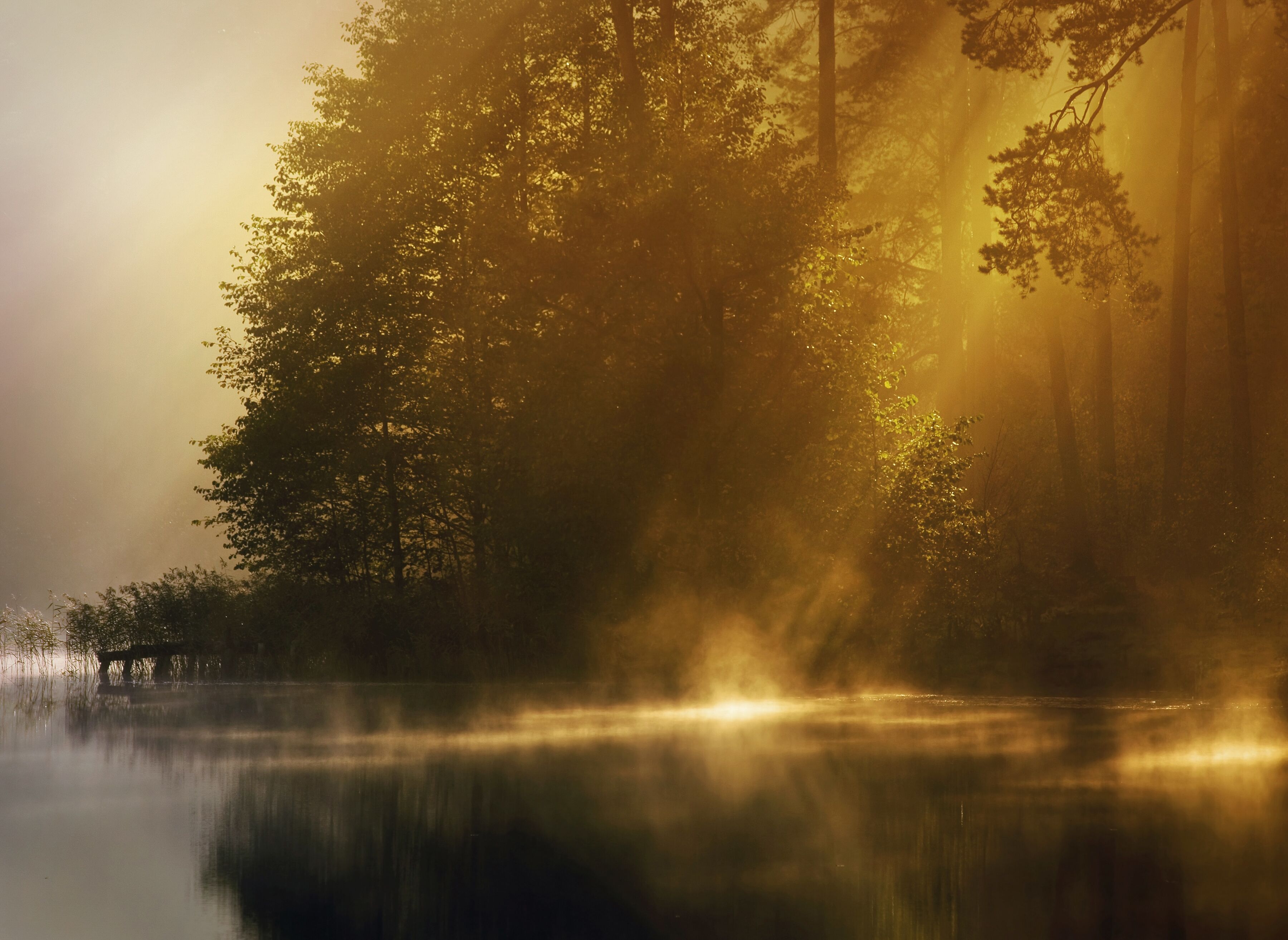 Fototapete PAPERMOON "Misty Early Morning", bunt, B:2,5m L:1,86m, Vlies, Tapeten