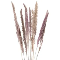 Pampas-Gras, natur, 50–60 cm, 10 Stück