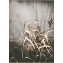 Posterboard REED 2 (BH 50x70 cm) - bunt - BH 50x70 cm