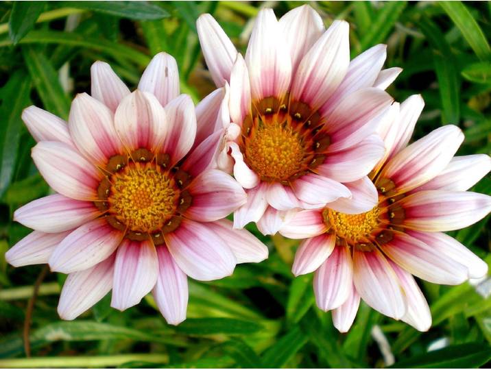 Fototapete PAPERMOON Afrikanische Gazania Blumen , bunt, B:5m L:2,8m, Vlies, Tapeten, Fototapete