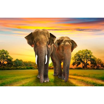 Fototapete PAPERMOON "Elephants Family", bunt, B:3m L:2,23m, Vlies, Tapeten