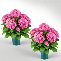 VEVOR 2er-Pack Kunstblumen im Topf 711 mm Hoch Gefälschte Hortensien Rosa, Künstliche Topfblumen für Zuhause & Außenbereich, aus Seidenstoff & PE-Kunststoff, Sofort Einsatzbereite Deko, Pflegefrei