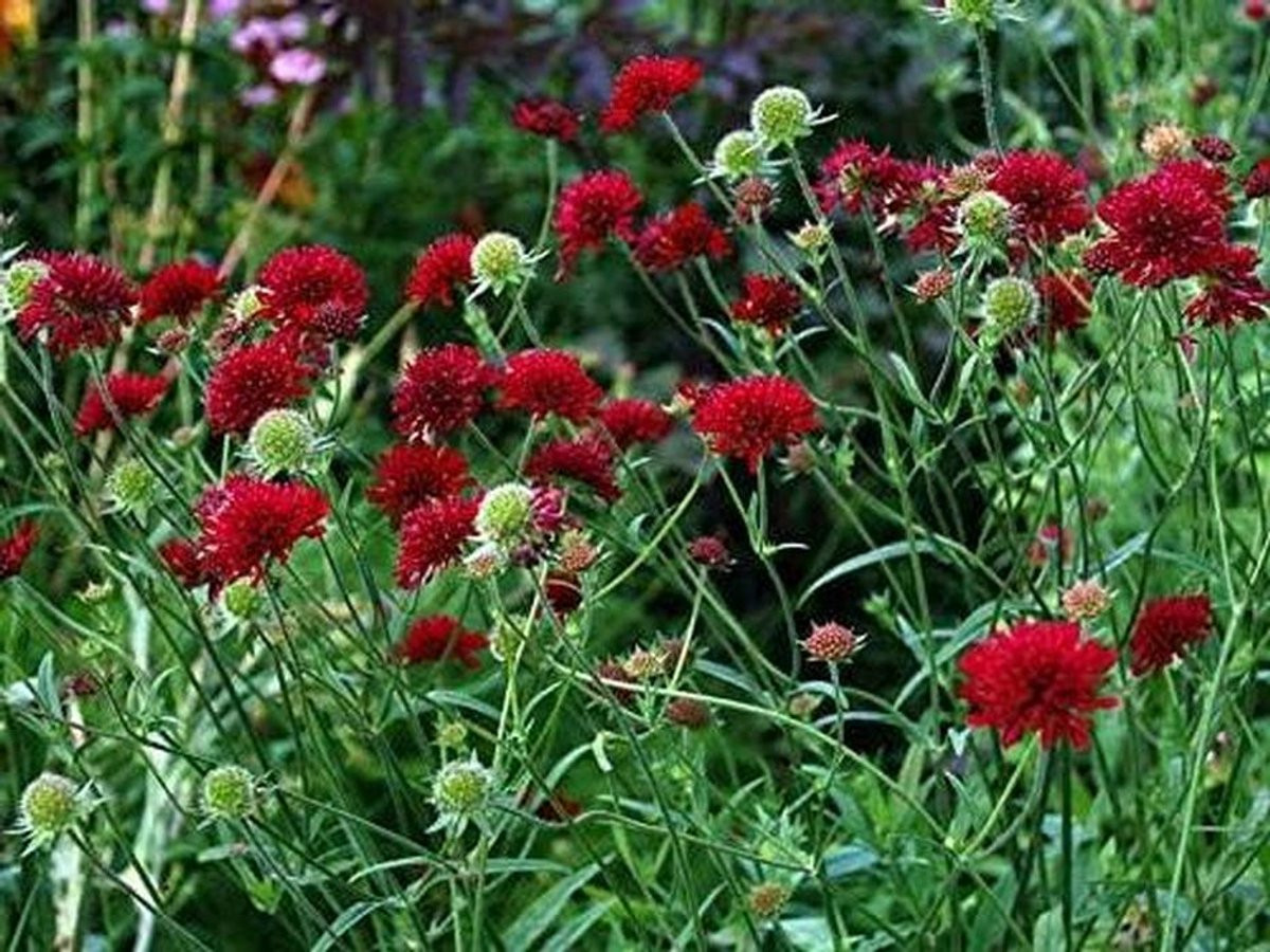 Knautia Macedonica - Rood - Bloeiende plant - 1 stuk